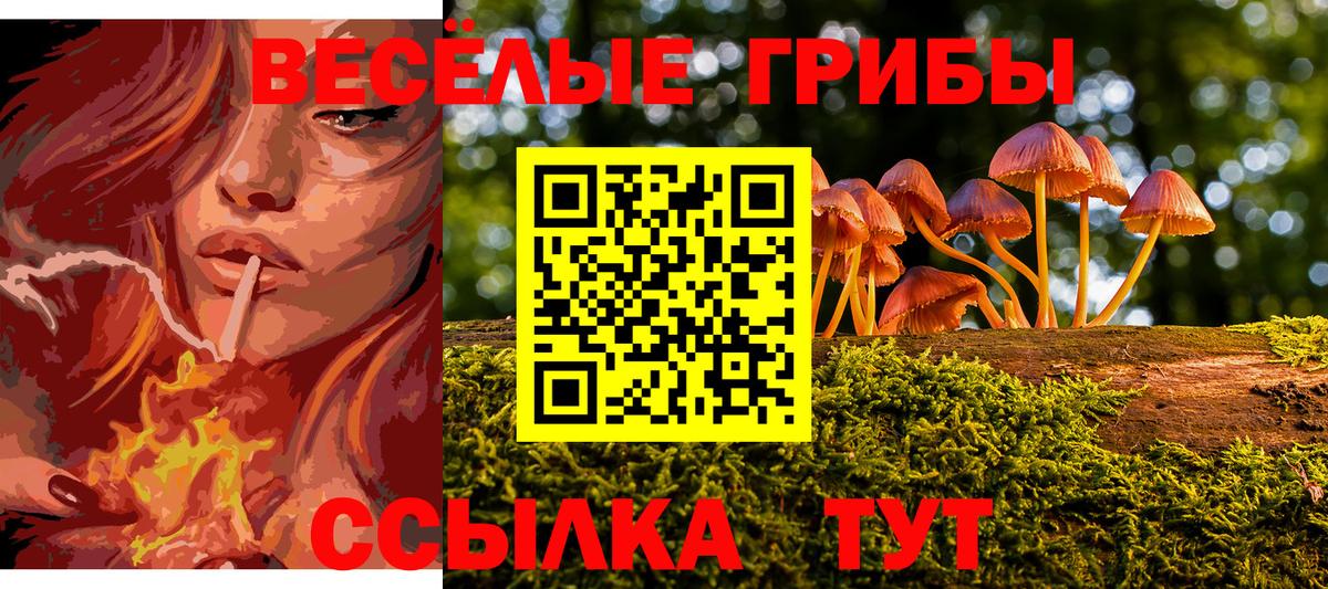 Псилоцибиновые грибы Psilocybine cubensis Губаха